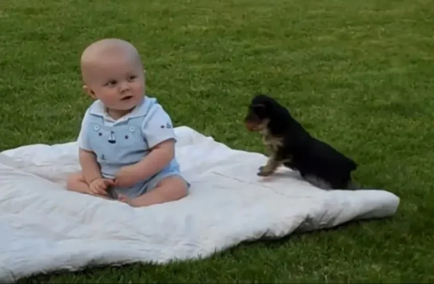 Baby gets “attacked” by puppy out of nowhere