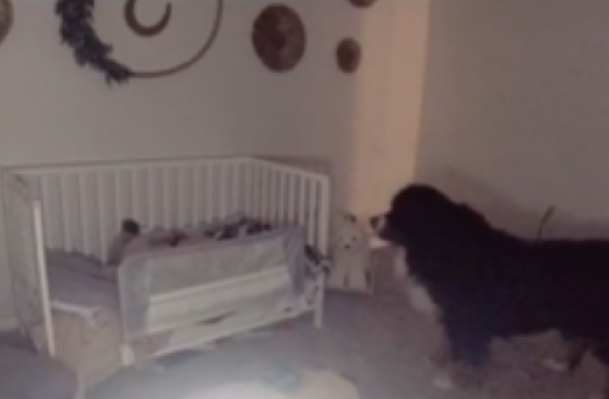 Camera catches dog enter baby girl’s room every night when he thinks no one’s watching